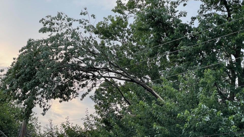 A downed tree branch that contributed to power outages in Monmouth County June 22, 2024.