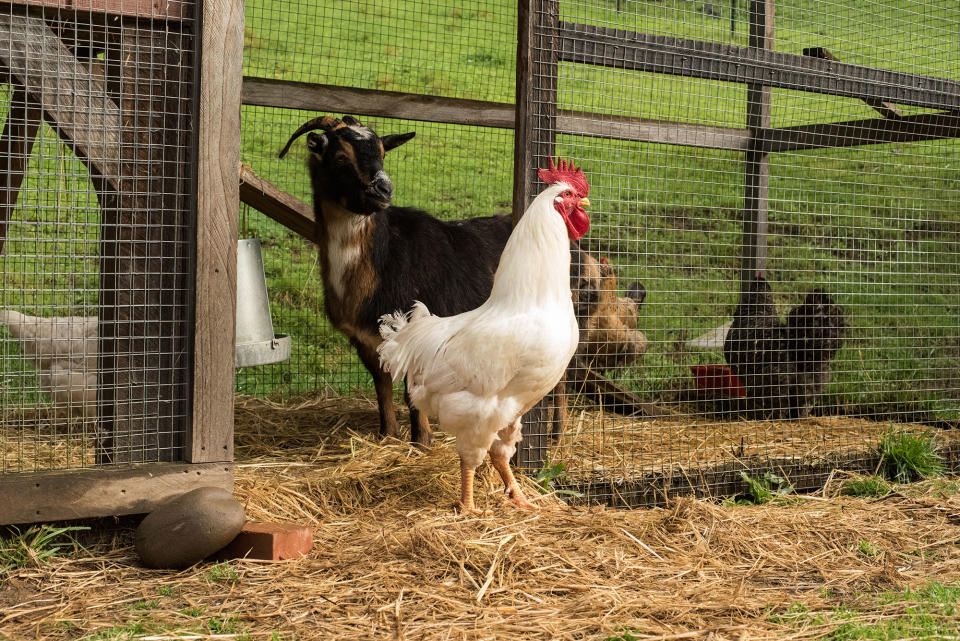 Chicken house