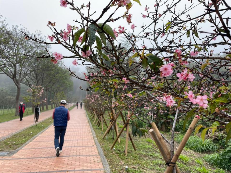 山上花園水道博物館淨水池區櫻花綻放，吸引遊客造訪。（記者黃文記攝）