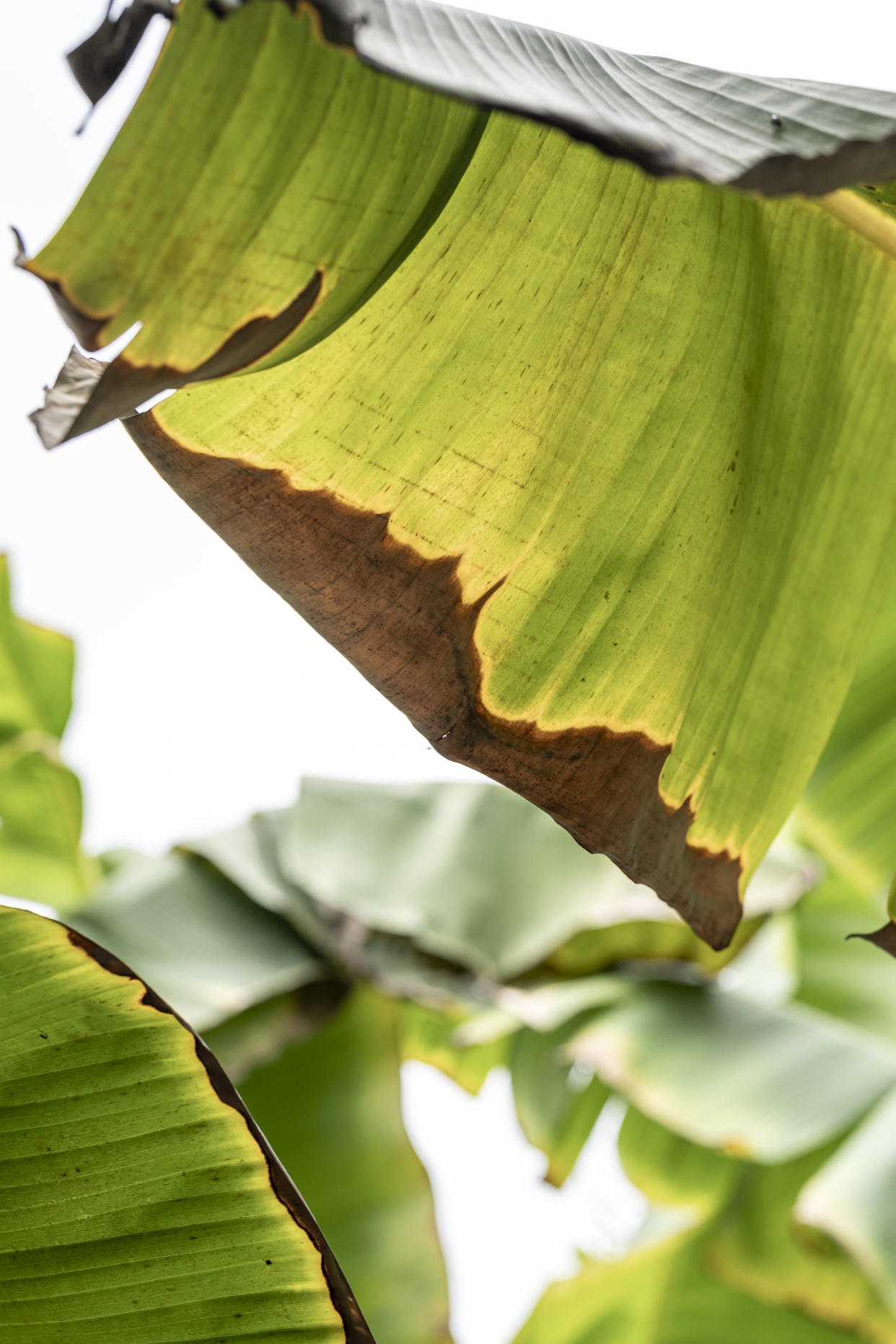 Banana leaves Colombia