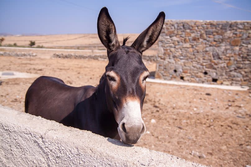 A rural inhabitant of Mykonos