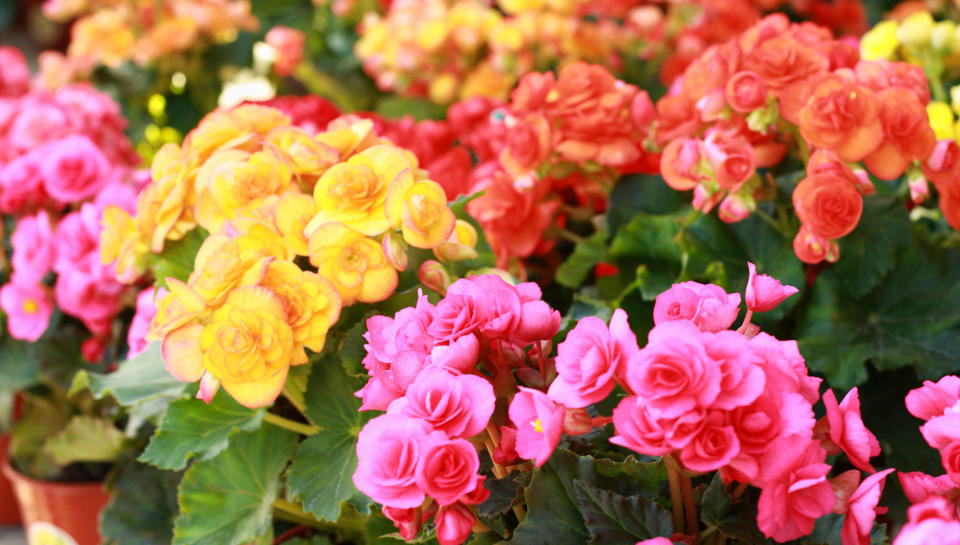 Begonias