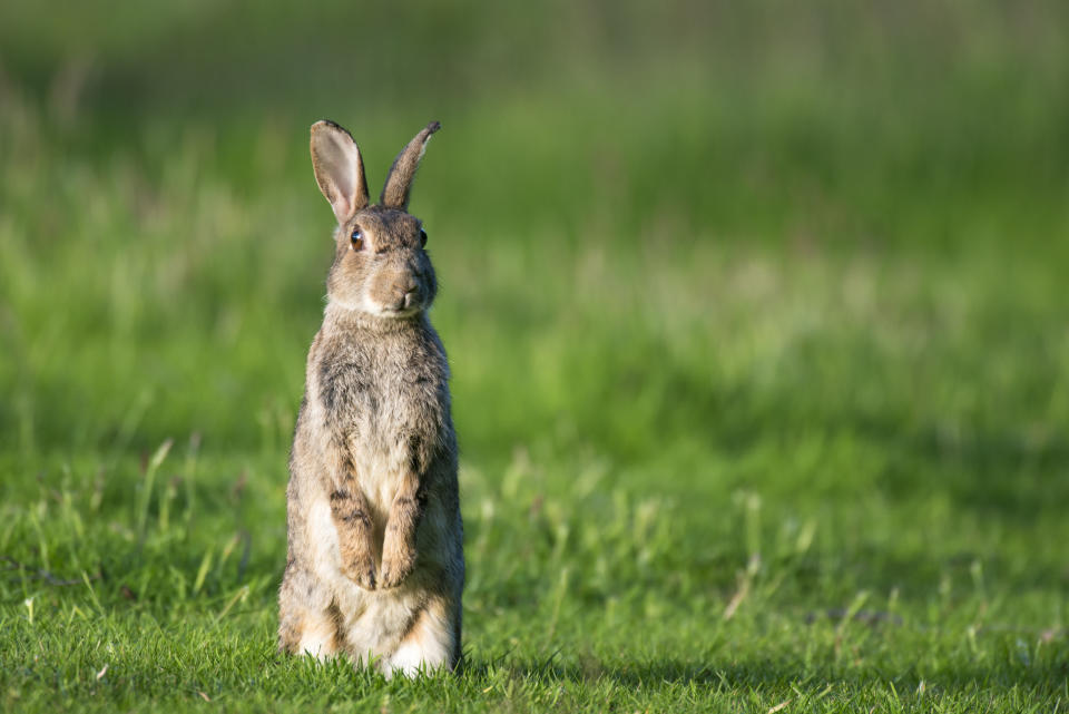 Rabbit on alert (Oryctolagus cuniculus), Ashdown Forest, Sussex, England