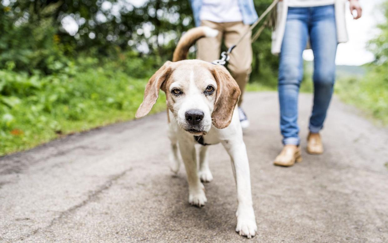 Dog on walk - REX/Shutterstock