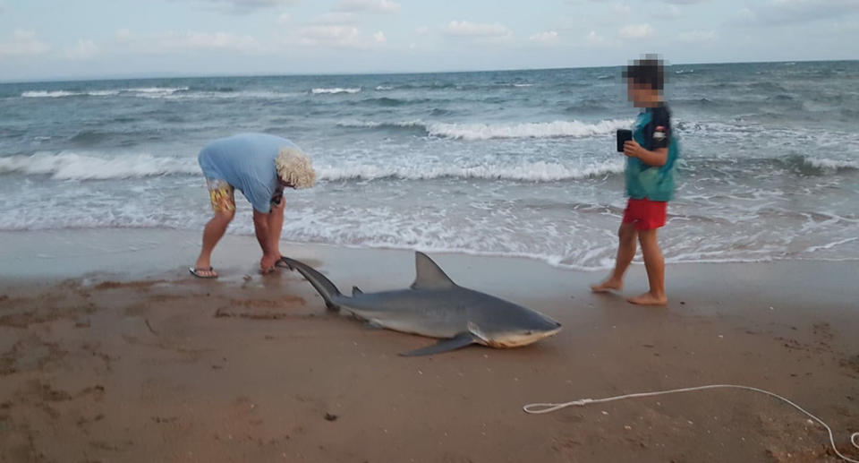 Shark sighting in Queensland: The image shows the fisherman with the shark on Margate beach. 