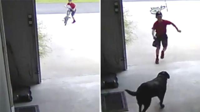 Boy filmed sneaking into garage to hug dog now has his own Labrador