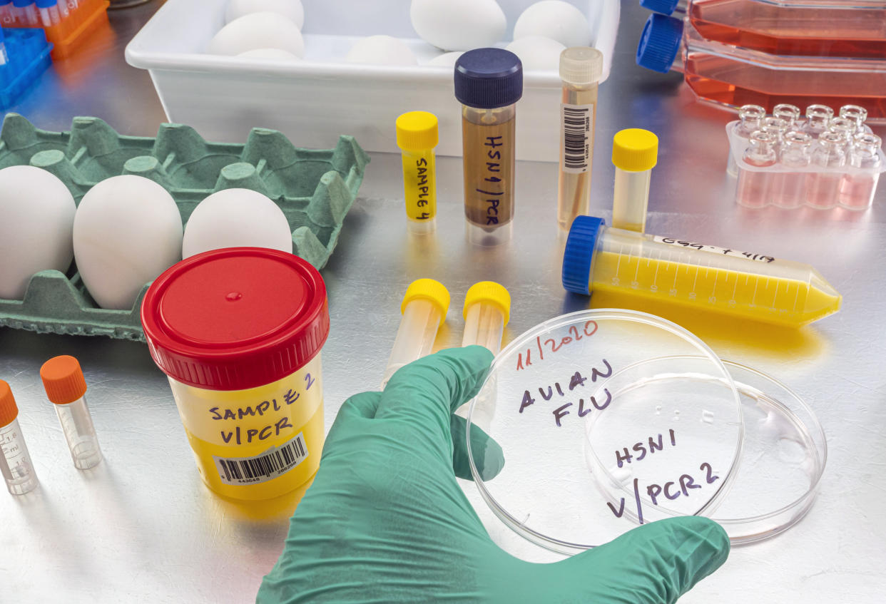 A gloved hand holds a petri dish marked, in part: Avian flu.