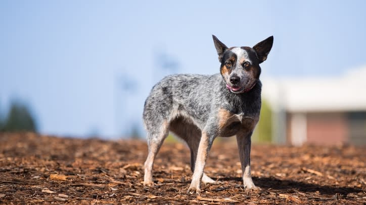 32 of the best outdoor dog breeds