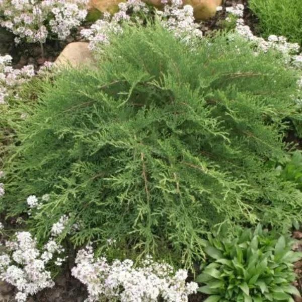 Siberian Cypress