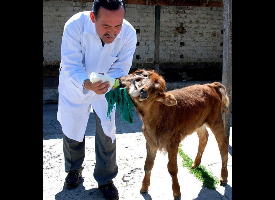 A vet feeds five month two-headed calf "Milagritos" (Little Miracle) in Cajamarca, Peru, on Aug. 19, 2009. 