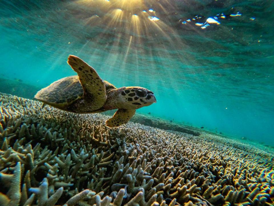 INSPIRATION: Eastern Australian Current in The Great Barrier Reef