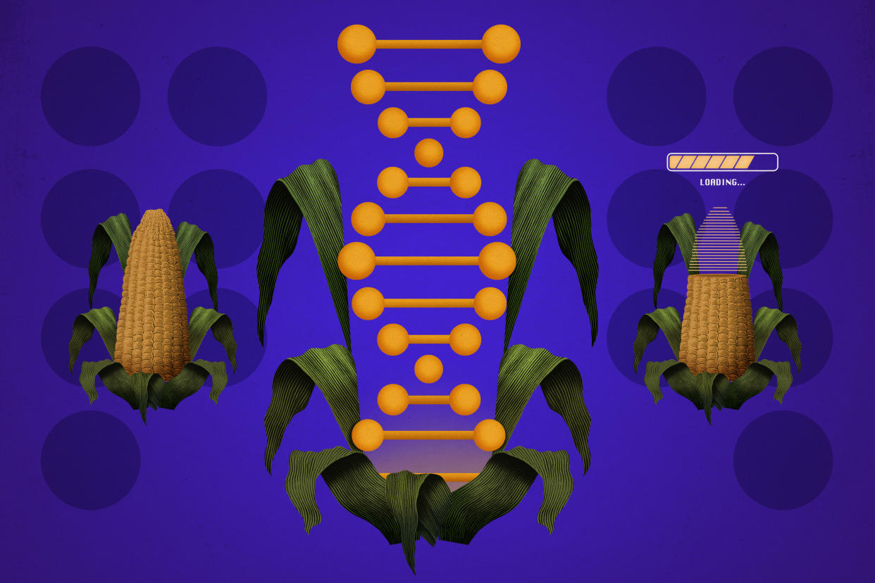 Photo illustration of a yellow double helix nestled into corn stalk leaves, straddled by two corn ears.