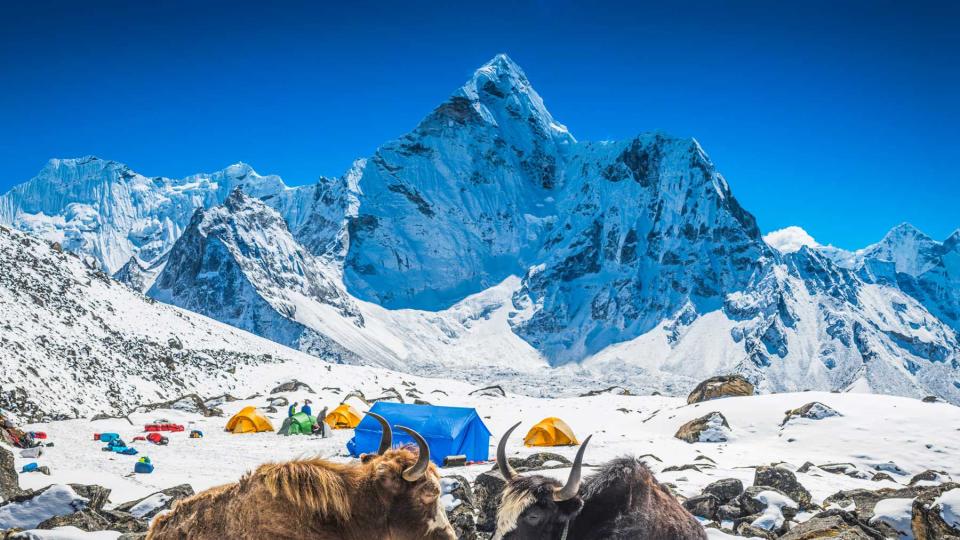 Yaks at Himalayan high camp below snowy mountain peaks Nepal