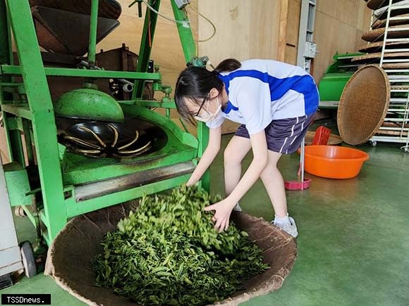 茶農水里商工觀光科合作，藉由課程教育幫助他們拿到丙級證照。(竹山鎮公所提供)