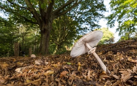 Parasol mushroom - Credit: Andrew Crowley