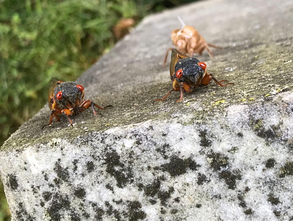A couple Brood X cicadas crawl up a tombstone Thursday at Antietam National Cemetery near Sharpsburg. Behind them is a cicada exoskeleton.