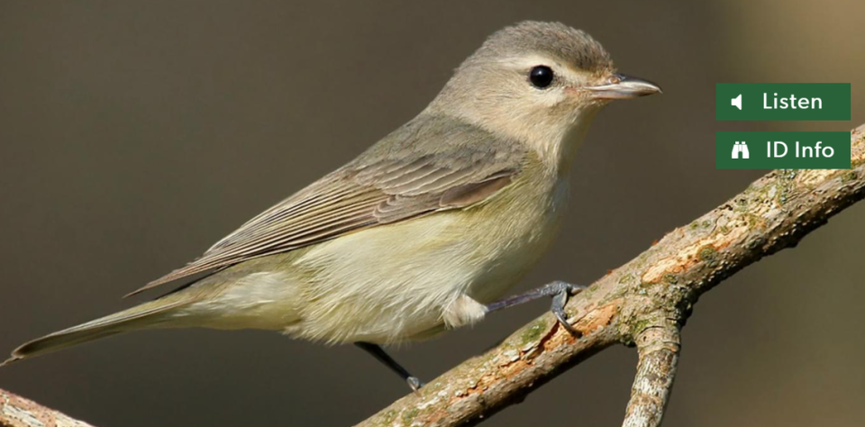 The warbling vireo, shown here in a screenshot from All About Birds, forages and eats insects.