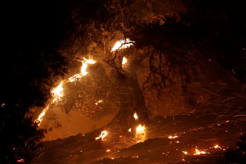 A burning tree is seen during the Kincade fire in Geyserville, California