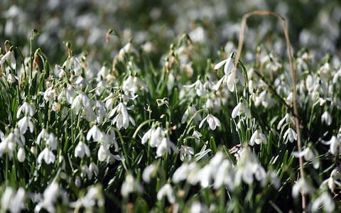 Snowdrops carpet the ground in the beech wood at Welford Park, Berkshire - Credit: Andrew Matthews