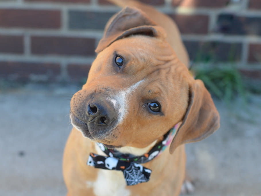 This handsome boy came to Animal Care & Control of NYC in mid-October. Sebastian is a friendly pup, only about a year old.   Meet him at Animal Care & Control of NYC’s Brooklyn Care Center at 2336 Linden Boulevard if interested, or email adoption@nycacc.org with his A#: A1016924.  AC&C adoptions include vaccinations, spay/neuter, a pre-registered microchip, an identification tag, a collar, and a certificate for a free initial exam at a participating veterinarian. For more info, check out <a href="http://nycacc.org/Adopt.htm" target="_blank">http://nycacc.org/Adopt.htm</a>.
