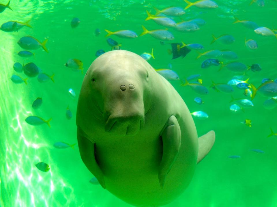 鳥羽水族館（圖片來源：Getty Creative）