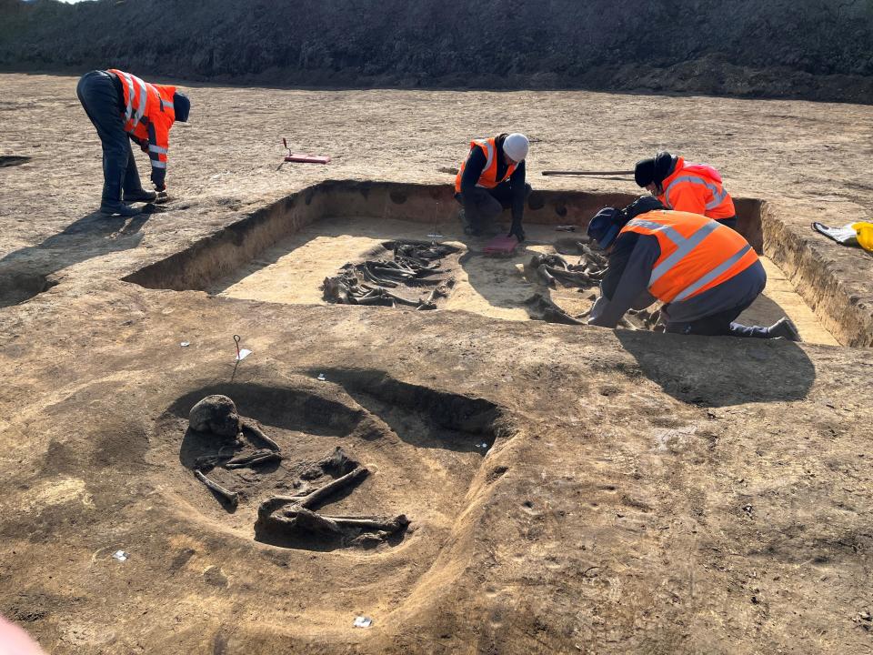 Archaeologists excavate the burial site of a man and two cattle. / Credit: Oliver Dietrich / State Office for Heritage Management and Archeology Saxony-Anhalt