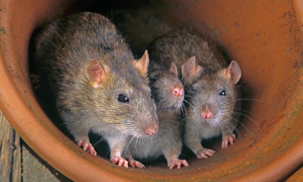<span>Rats sniffing out marijuana is problematic, Anne Kirkpatrick, superintendent of the city’s police department said, because of its potential to affect criminal cases.</span><span>Photograph: Ernie Janes/Alamy</span>