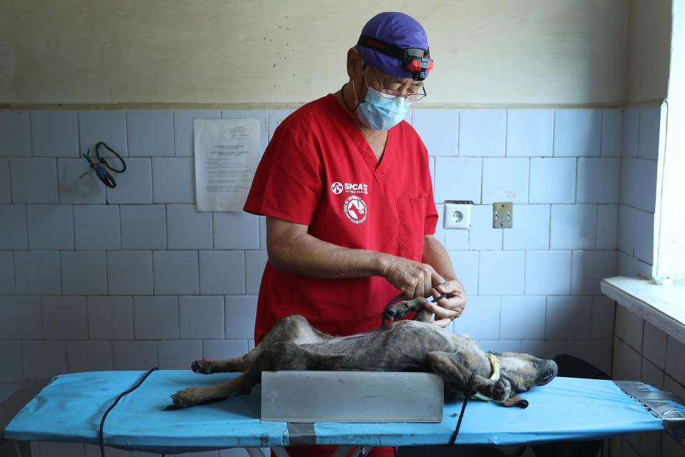 Terry Paik, a veterinarian from San Diego, California, volunteering with the Dogs of Chernobyl initiative, prepares to neuter an anesthetized stray dog at a makeshift veterinary clinic inside the Chernobyl exclusion zone on August 17, 2017.