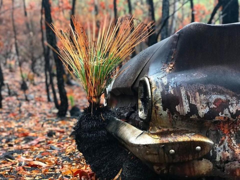 Incendios de Australia: la vida se abre paso entre las cenizas