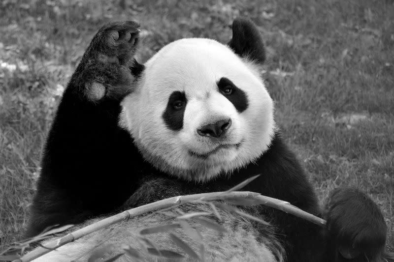 Adult male panda Da Mao is seen in an undated photograph provided by the Calgary Zoo