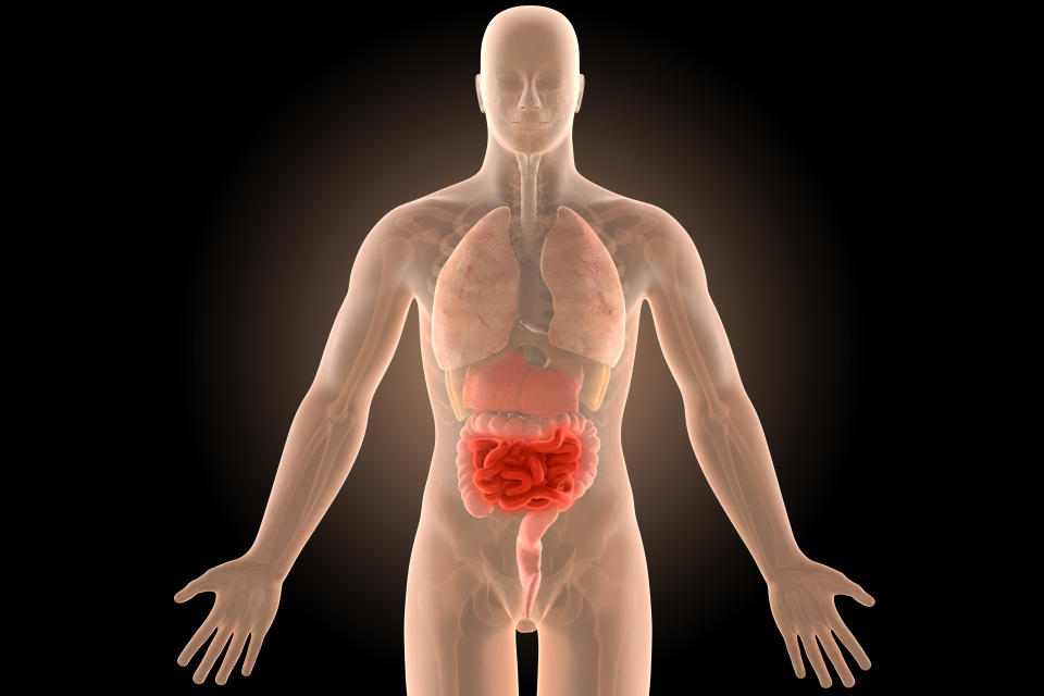 3d illustration human body crohn's intestines infection with clipping path.