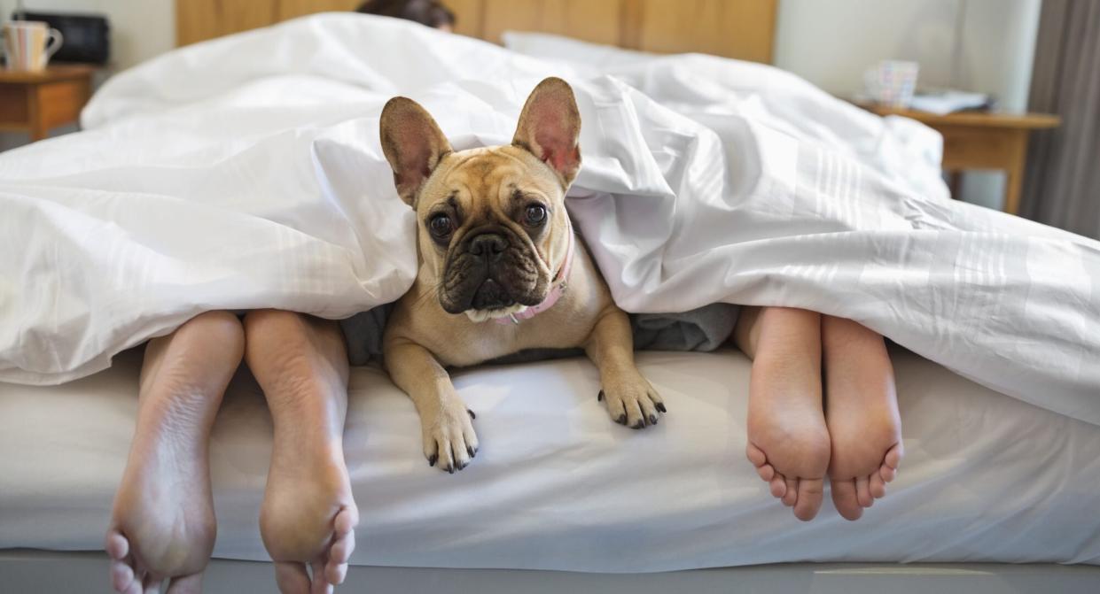 French bulldog lays under bed covers next to couple's feet