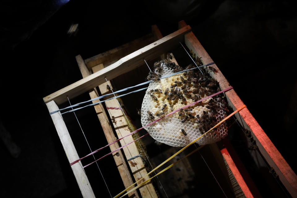 A beehive found inside the base of a lamp post is recovered by the Abeja Negra SOS bee rescue group in Mexico City, Thursday, June 8, 2023. The group was started in 2018 when Adriana Veliz, a veterinarian working for the city government, noticed that when authorities received calls about beehives, the automatic response was to exterminate the bees. (AP Photo/Eduardo Verdugo)