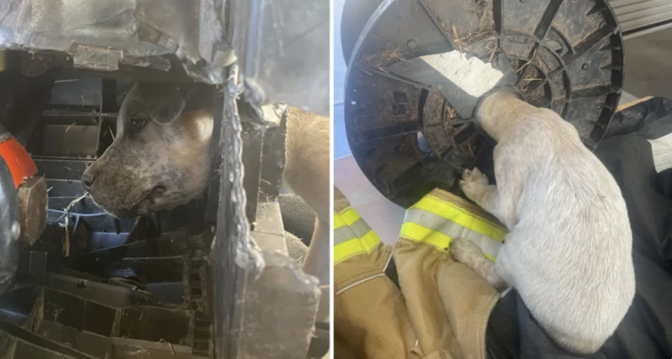 The dog got itself stuck inside a large cable spool on Saturday. Source: Supplied