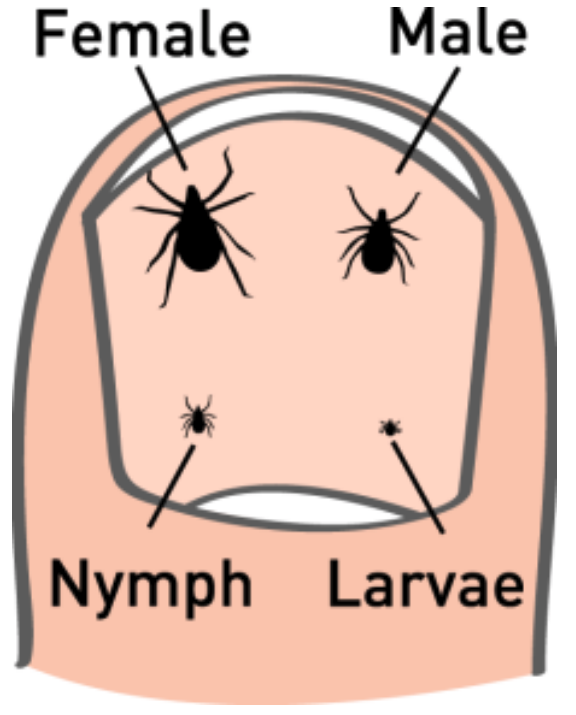 life cycle and sizes of hard-bodied ticks, like deer ticks or black-legged ticks