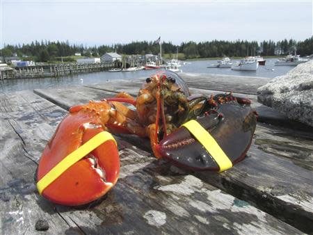 Incredibly rare two-tone lobster