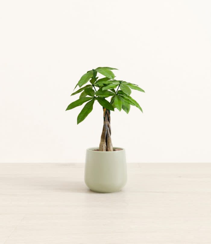 <p><a href="https://go.redirectingat.com?id=74968X1596630&url=https%3A%2F%2Feasyplant.com%2Fproducts%2Fsmall%2Fmoney-tree-small-amber%3Fvariant%3DTurquoise%26stand%3Dundefined%26from%3Dproduct-feed%26orderOnPage%3D1&sref=https%3A%2F%2Fwww.womansday.com%2Frelationships%2Ffamily-friends%2Fg3271%2Fgifts-for-pregnant-women%2F" rel="nofollow noopener" target="_blank" data-ylk="slk:Shop Now;elm:context_link;itc:0;sec:content-canvas" class="link rapid-noclick-resp">Shop Now</a></p><p>Money Tree</p><p>easyplant.com</p><p>$55.00</p><span class="copyright">Easy Plant </span>