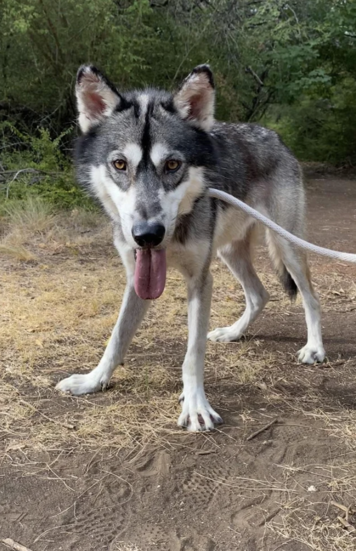 closeup of a dog