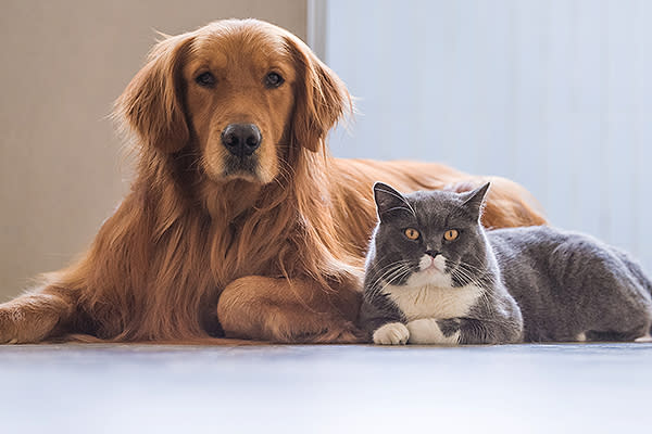 Perros y gatos se pueden llevar bien si los introduces de la manera correcta. Foto: chendongshan / Getty Images.