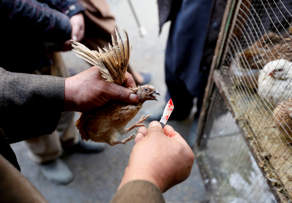 Vendor shows a bird to customers