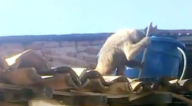 The monkey remained poised on a roof as locals and firefighters tried to capture it. Photo: Liveleak