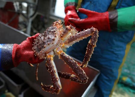 Sea Sami fisherman Einar Juliussen, 54, holds a king crab on a boat in Repparfjord, Norway, June 13, 2018. REUTERS/Stoyan Nenov/Files