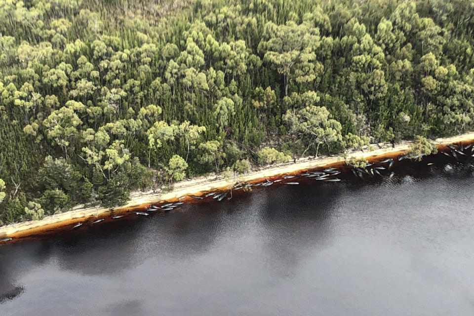 Whale carcasses are scattered along the water's edge near Strahan, Australia, Wednesday, Sept. 23, 2020. Authorities revised up the number of pilot whales rescued from Australia's worst-ever mass stranding from 50 to 70 on Thursday, Sept. 24, 2020, as the focus shifted to removing 380 carcasses from Tasmania state shallows. (Patrick Gee/Pool Photo via AP)