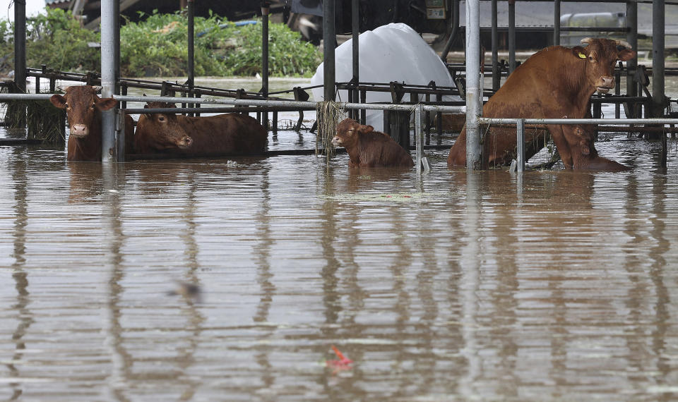 Cows are partially submerged in floodwaters caused by the tropical storm named Khanun in Daegu, South Korea, Thursday, Aug. 10, 2023. Khanun was pouring intense rain on South Korea on Thursday, turning roads into chocolate-colored rivers as it advanced north toward major urban centers near the capital. (Yun Kwan-shick/Yonhap via AP)