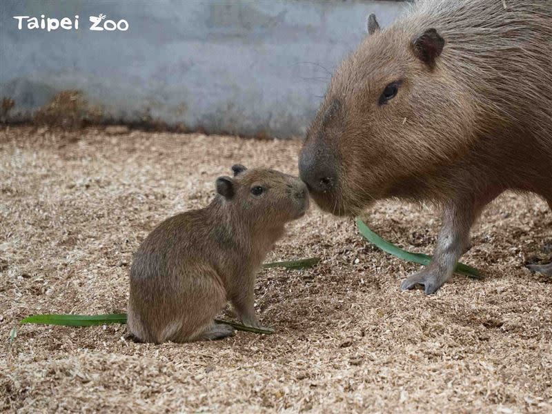 水豚媽媽「阿皮」雖然個性膽小加上容易緊張，但母性很好，把水豚寶寶照顧得無微不致（圖／翻攝自Taipei Zoo 臺北市立動物園粉專）
