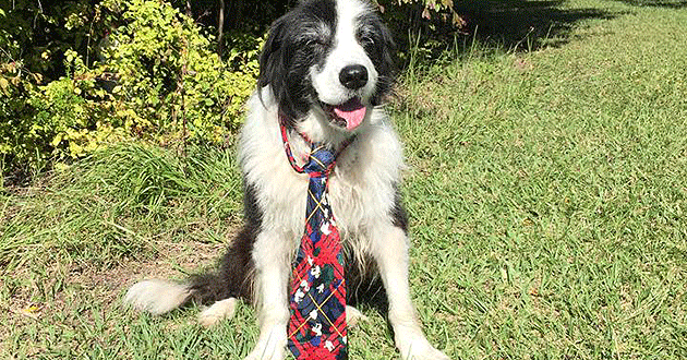 Blaze got all dressed up to go on a date with Border Collie Millie.