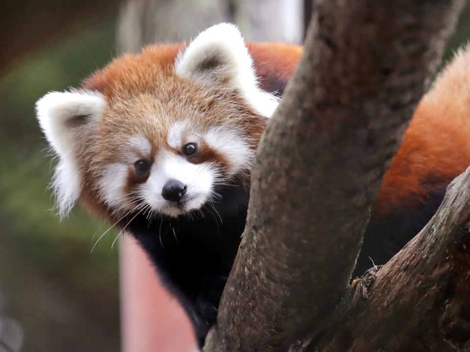 Red Panda