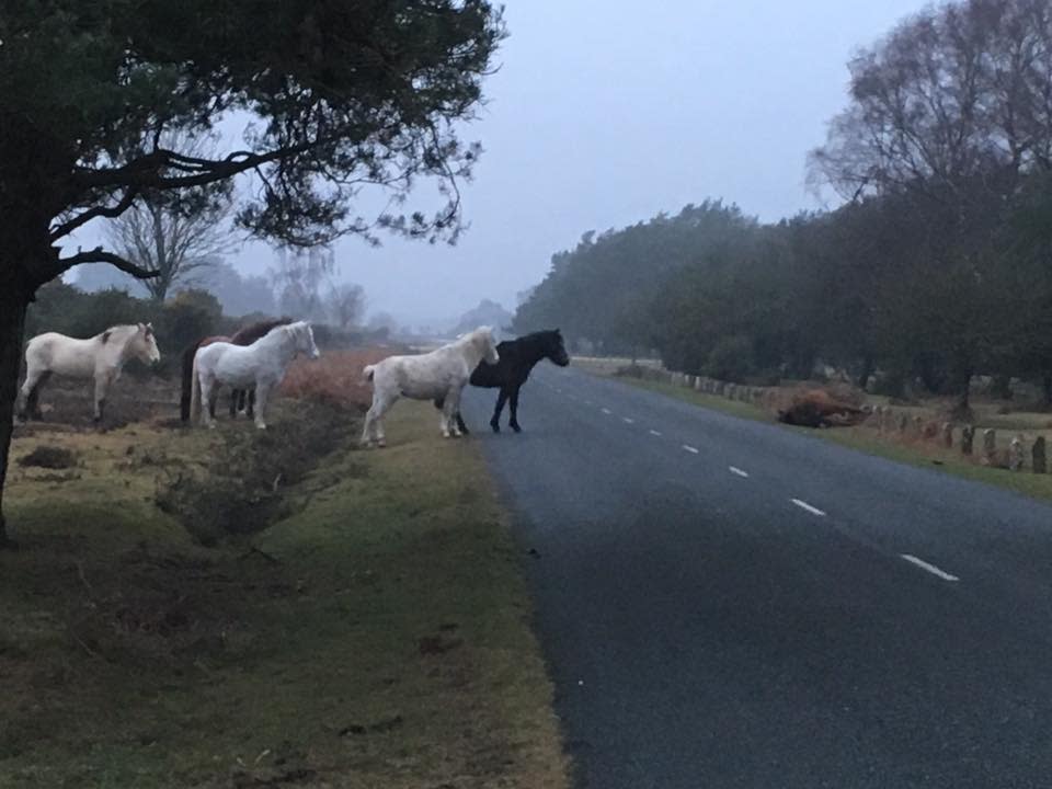 A herd of ponies look on after a member was killed by a passing car: Facebook/Sarah Simmons