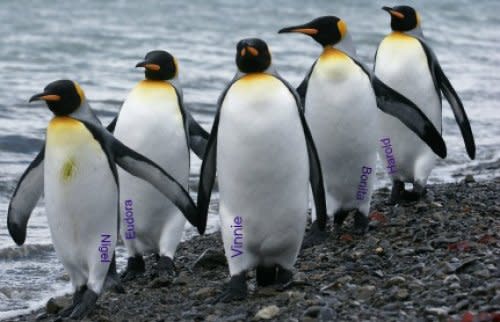 Even the Penguins Aren't Really Sure Who's Who