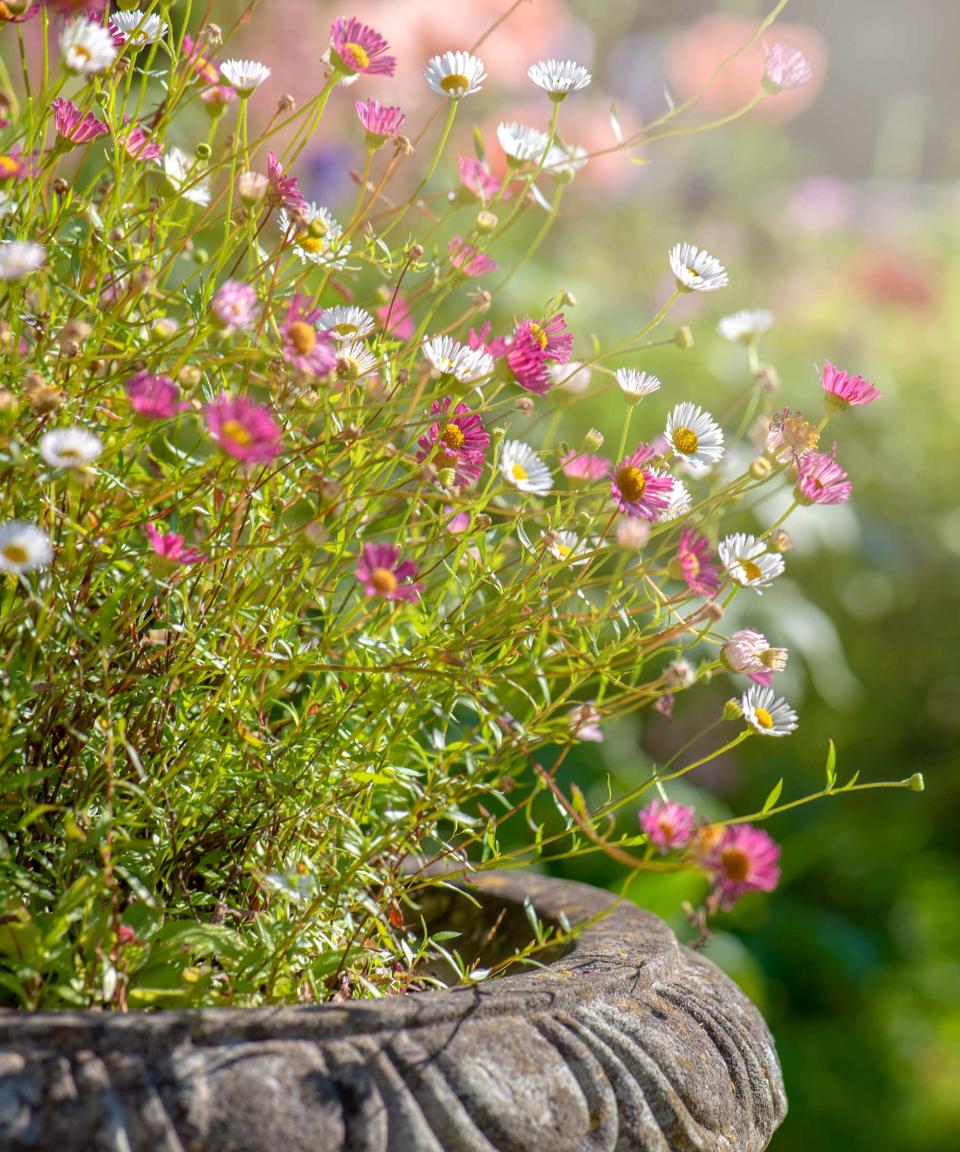 erigeron in pot